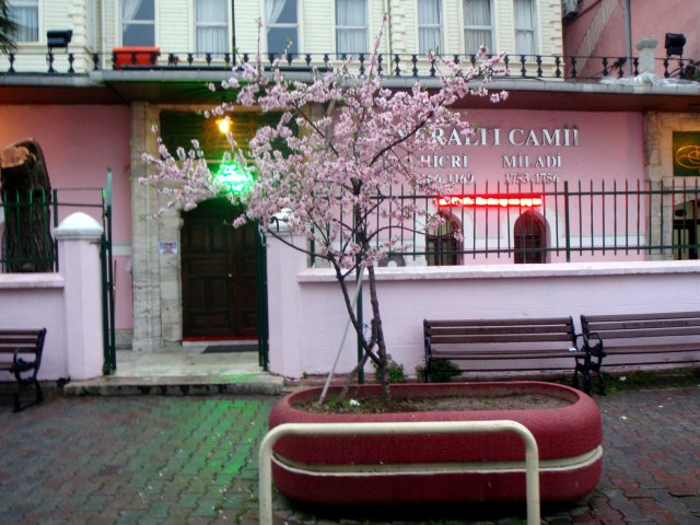 Pink tree in front of pink Yeralit Mosque