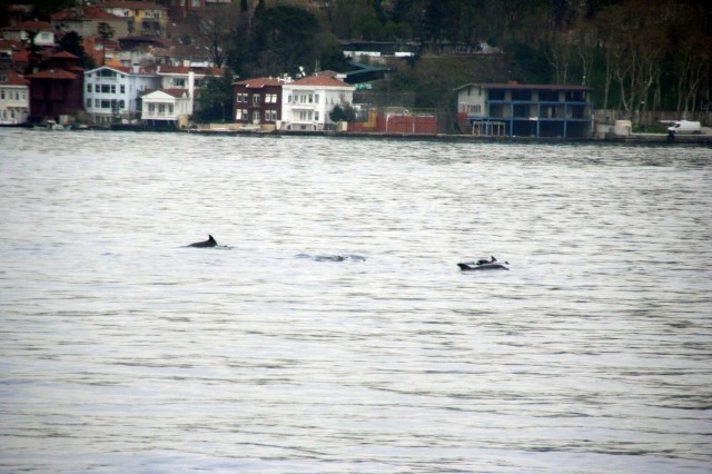 Dolphins in the Bosphorus!
